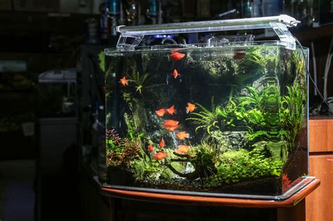 做生意養魚|發大財不再是口號！養魚招財撇步學以致用